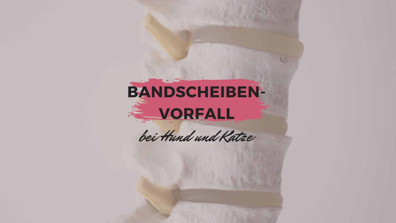 Bandscheibenvorfall