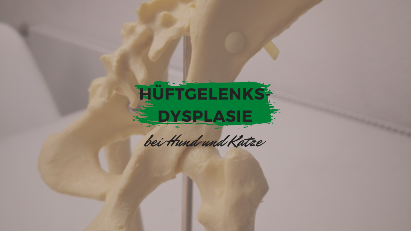 Hüftgelenksdysplasie