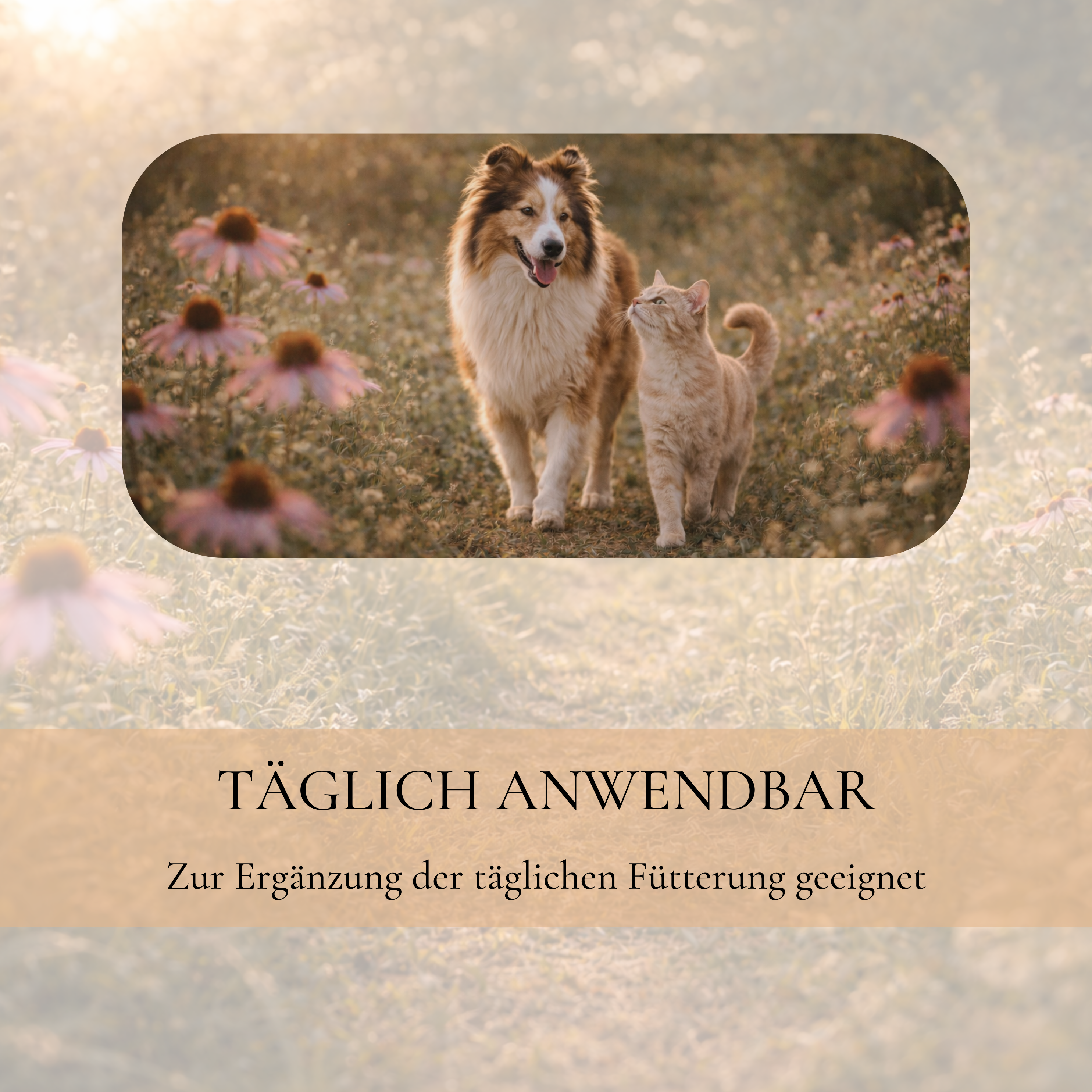 Hund und Katze auf Blumenwiese mit Hinweis zur täglichen Fütterungsergänzung mit Vitalsteps Beta-Glucan Komplex