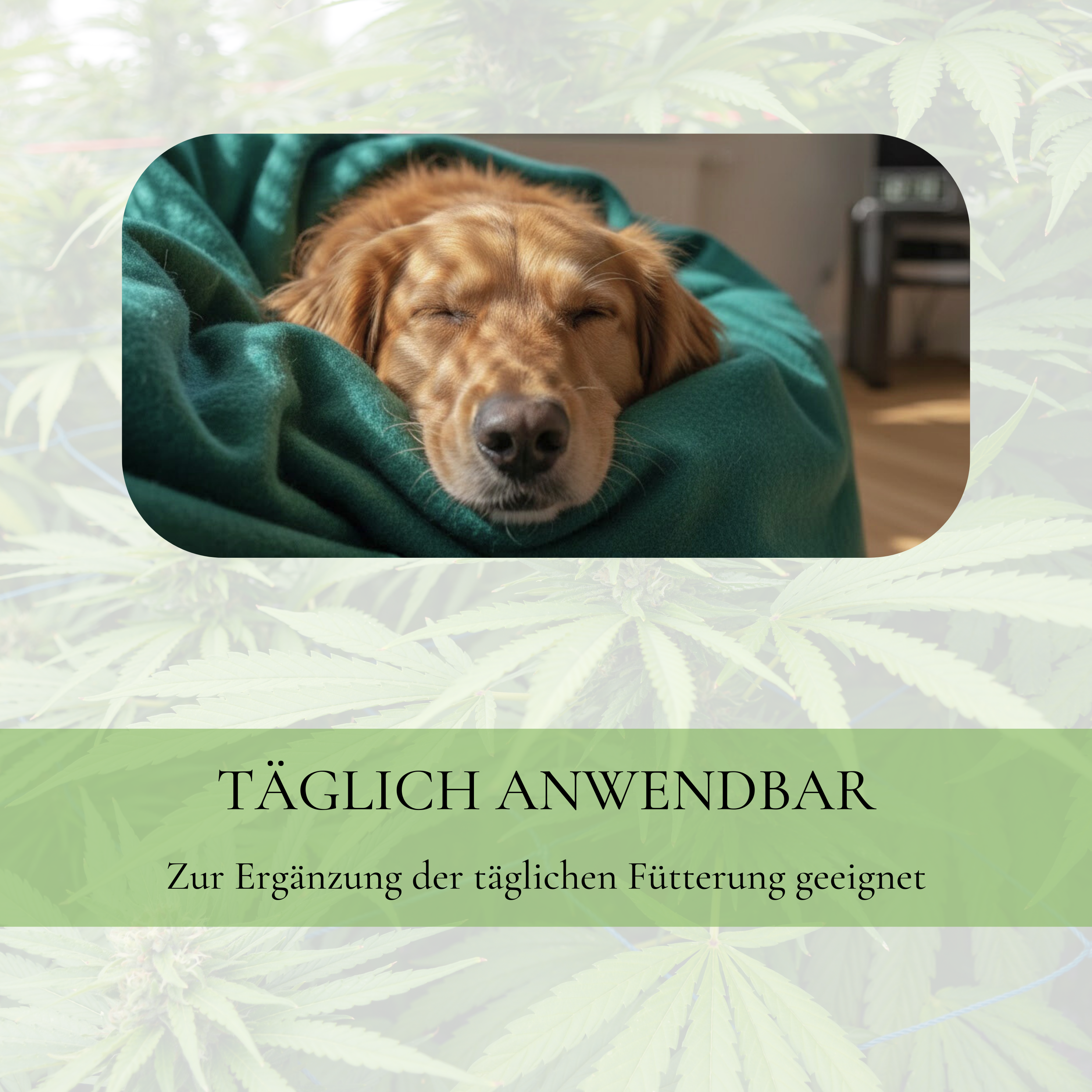 Vitalsteps Hanföl Infobild mit ruhendem Hund und Hinweis zur täglichen Anwendung als Fütterungsergänzung