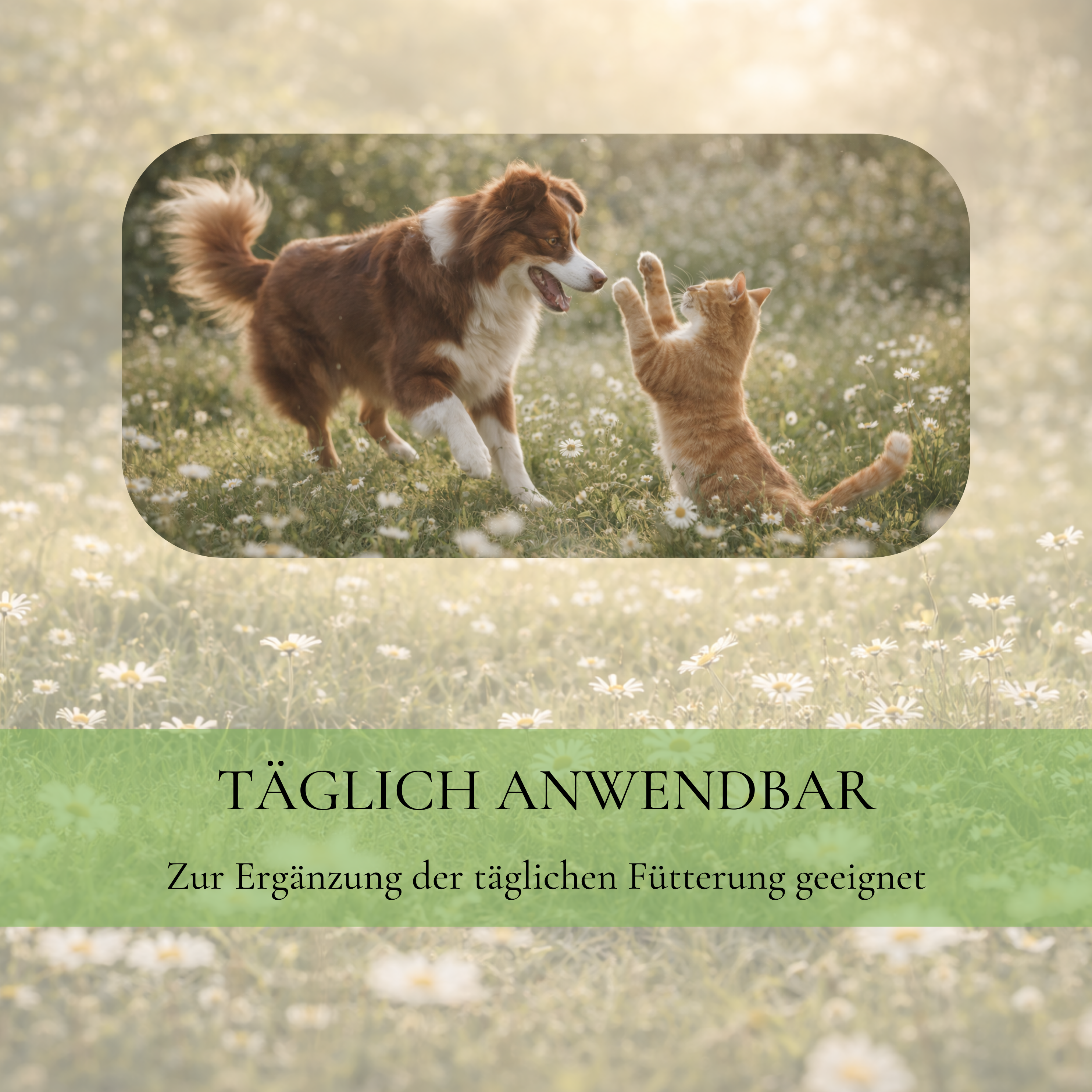 Hund und Katze auf Blumenwiese mit Hinweis zur täglichen Fütterungsergänzung mit Vitalsteps KollagenVital Sensitiv