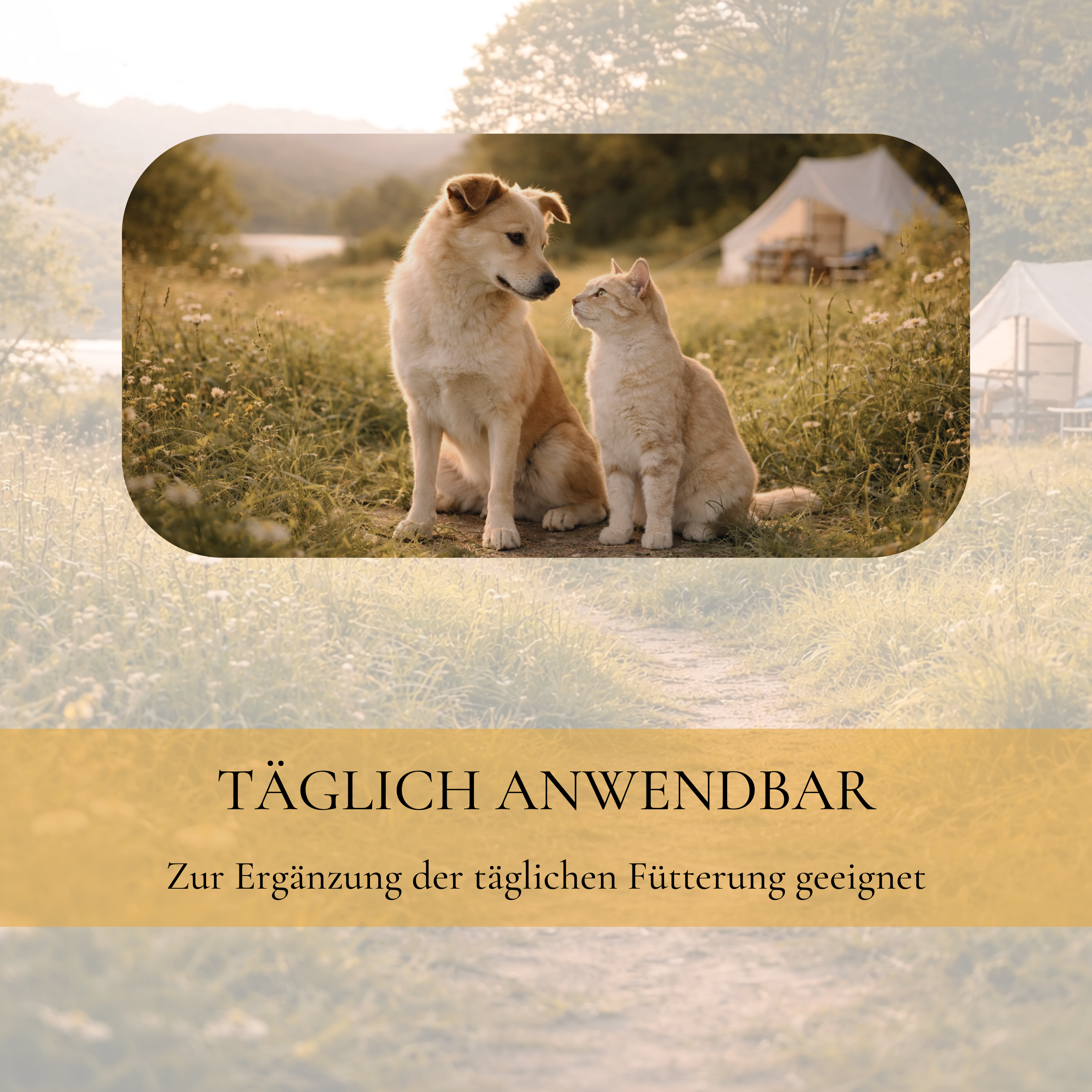 Vitalsteps Vitamin B Komplex für die tägliche Fütterung von Hund und Katze