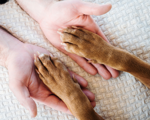 Hundepfoten liegen in menschlichen Händen – Vitalsteps Partnerbereich für Therapeuten und Tiergesundheit