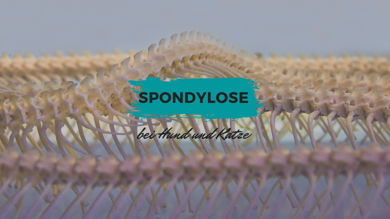 Spondylose