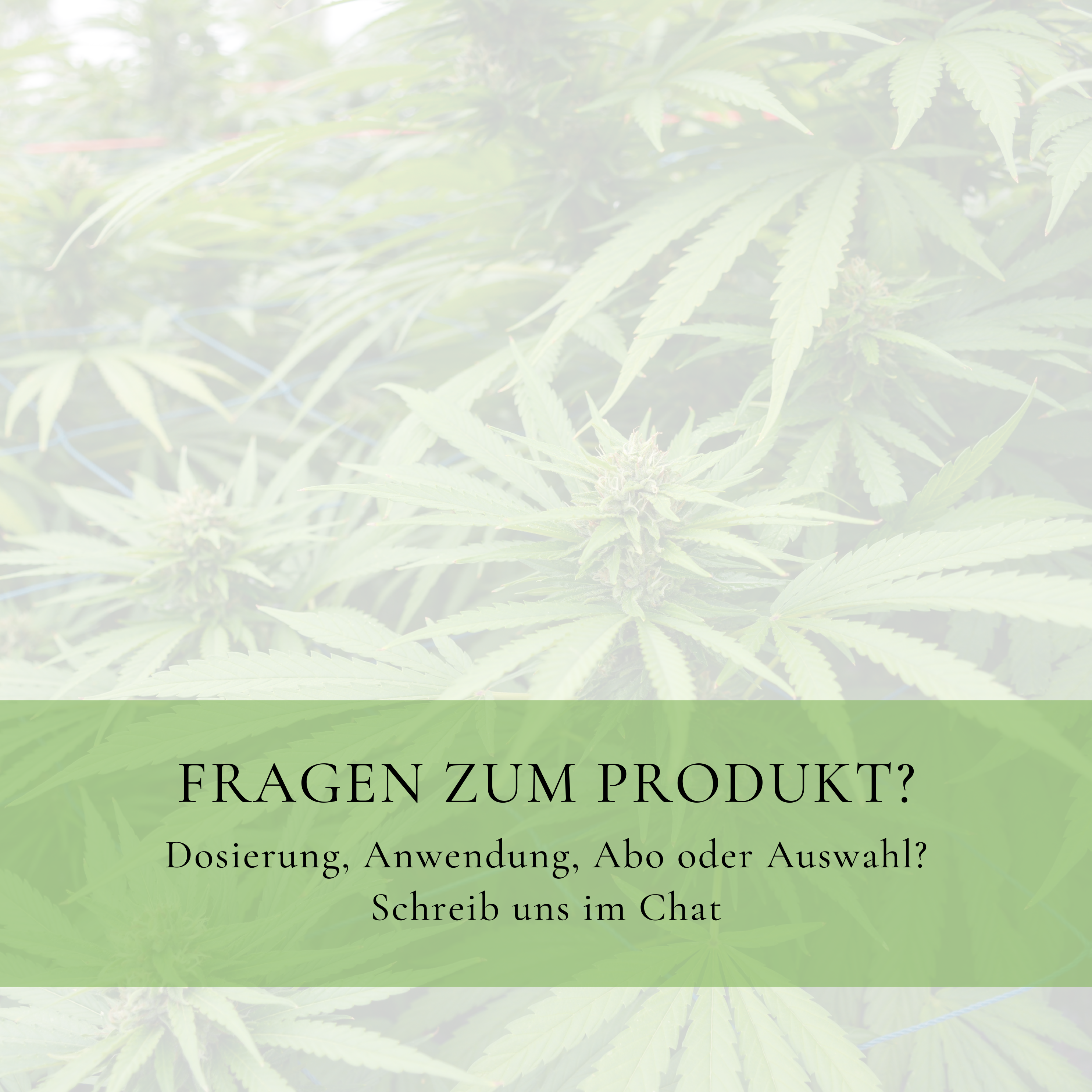 Vitalsteps Hanföl Infobild mit Hinweis auf Beratung zu Dosierung, Anwendung, Abo und Produktauswahl im Chat