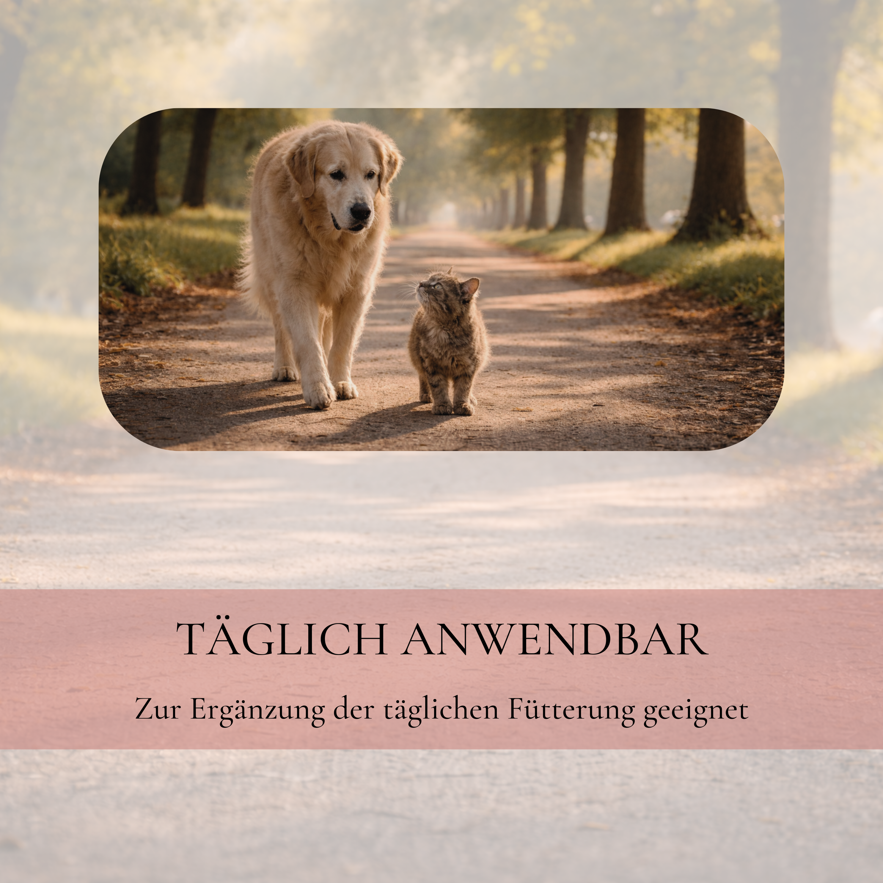 Senior Hund und Katze auf einem Waldweg mit Hinweis zur täglichen Fütterungsergänzung mit Vitalsteps Senior+